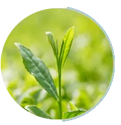 Deglycyrrhizinated Licorice for Stress Management