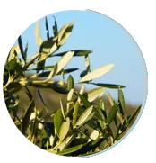 Pure Olive Leaf Extract for Brain and Heart Health